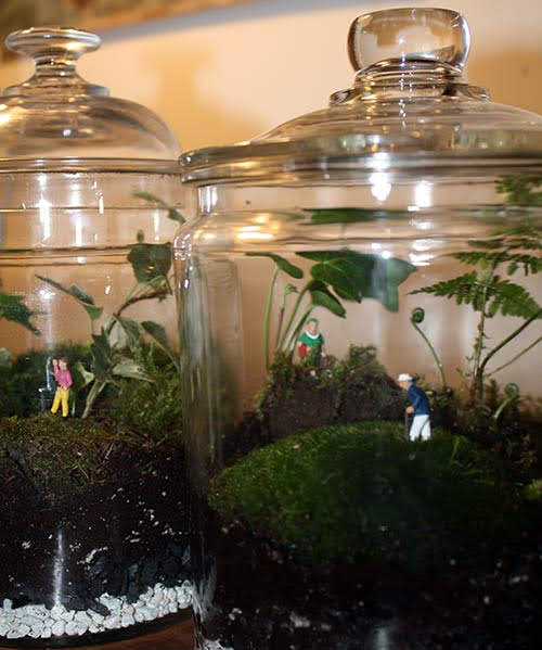 Terrariums with moss, ferns and ivy in vintage jars